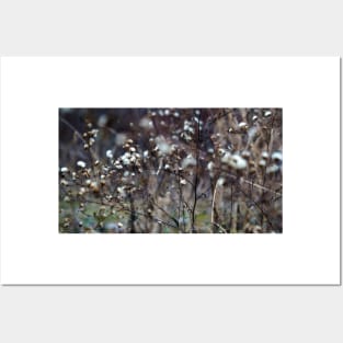 Winter Panicled Aster Posters and Art